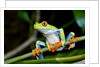 Red Eyed Tree Frog, Costa Rica by Anonymous