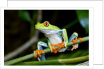Red Eyed Tree Frog, Costa Rica by Anonymous