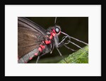 Green-Celled Cattleheart Butterfly, Costa Rica by Anonymous