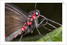 Green-Celled Cattleheart Butterfly, Costa Rica by Anonymous