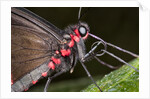 Green-Celled Cattleheart Butterfly, Costa Rica by Anonymous