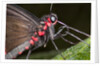 Green-Celled Cattleheart Butterfly, Costa Rica by Anonymous