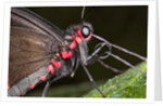 Green-Celled Cattleheart Butterfly, Costa Rica by Anonymous