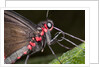 Green-Celled Cattleheart Butterfly, Costa Rica by Anonymous