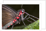 Green-Celled Cattleheart Butterfly, Costa Rica by Anonymous