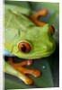 Red Eyed Tree Frog, Costa Rica by Anonymous