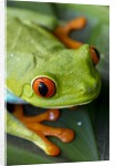 Red Eyed Tree Frog, Costa Rica by Anonymous