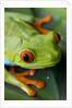 Red Eyed Tree Frog, Costa Rica by Anonymous