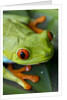 Red Eyed Tree Frog, Costa Rica by Anonymous