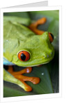 Red Eyed Tree Frog, Costa Rica by Anonymous