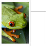 Red Eyed Tree Frog, Costa Rica by Anonymous