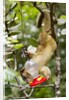 Olingo, Costa Rica by Anonymous