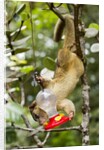 Olingo, Costa Rica by Anonymous