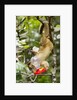 Olingo, Costa Rica by Anonymous
