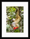 Olingo, Costa Rica by Anonymous