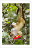 Olingo, Costa Rica by Anonymous