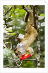 Olingo, Costa Rica by Anonymous