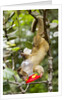 Olingo, Costa Rica by Anonymous