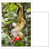 Olingo, Costa Rica by Anonymous