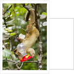 Olingo, Costa Rica by Anonymous