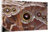Blue Morpho Butterfly, Costa Rica by Anonymous