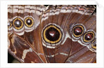 Blue Morpho Butterfly, Costa Rica by Anonymous