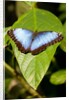 Blue Morpho Butterfly, Costa Rica by Anonymous