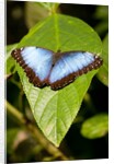 Blue Morpho Butterfly, Costa Rica by Anonymous