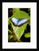 Blue Morpho Butterfly, Costa Rica by Anonymous