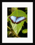 Blue Morpho Butterfly, Costa Rica by Anonymous