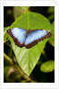 Blue Morpho Butterfly, Costa Rica by Anonymous
