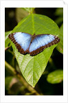 Blue Morpho Butterfly, Costa Rica by Anonymous