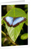 Blue Morpho Butterfly, Costa Rica by Anonymous