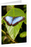 Blue Morpho Butterfly, Costa Rica by Anonymous