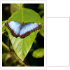 Blue Morpho Butterfly, Costa Rica by Anonymous