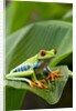 Red Eyed Tree Frog, Costa Rica by Anonymous