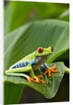 Red Eyed Tree Frog, Costa Rica by Anonymous
