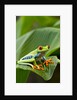 Red Eyed Tree Frog, Costa Rica by Anonymous
