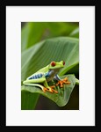 Red Eyed Tree Frog, Costa Rica by Anonymous
