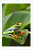 Red Eyed Tree Frog, Costa Rica by Anonymous