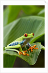Red Eyed Tree Frog, Costa Rica by Anonymous