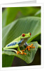 Red Eyed Tree Frog, Costa Rica by Anonymous