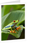 Red Eyed Tree Frog, Costa Rica by Anonymous