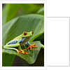 Red Eyed Tree Frog, Costa Rica by Anonymous