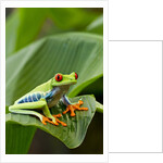 Red Eyed Tree Frog, Costa Rica by Anonymous