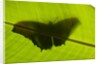Butterfly, Costa Rica by Anonymous