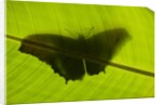 Butterfly, Costa Rica by Anonymous
