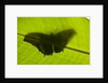 Butterfly, Costa Rica by Anonymous
