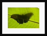 Butterfly, Costa Rica by Anonymous