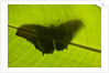 Butterfly, Costa Rica by Anonymous